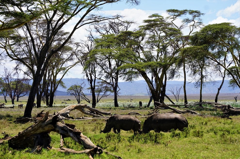 Kenya safari between the four large parks