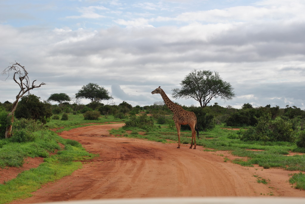 Safari at Tsavo est a unique experience